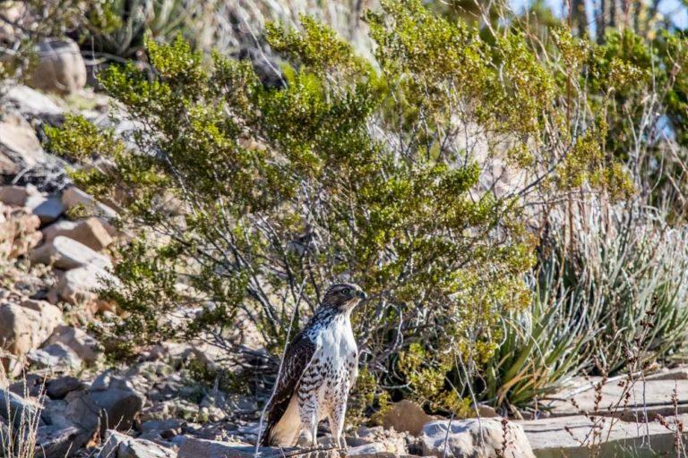 Big Bend Hawk photo credit John Vaughn III