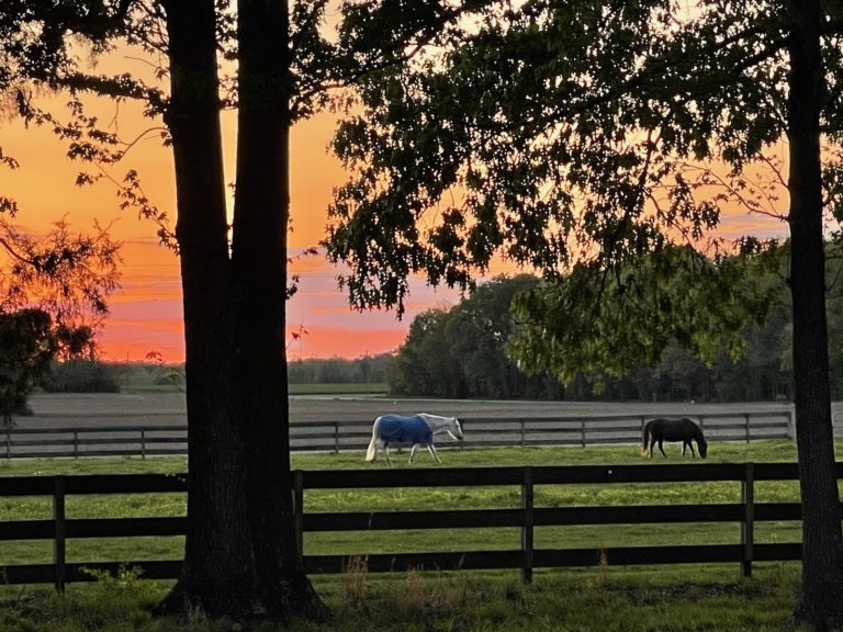 Horses in Humboldt TN