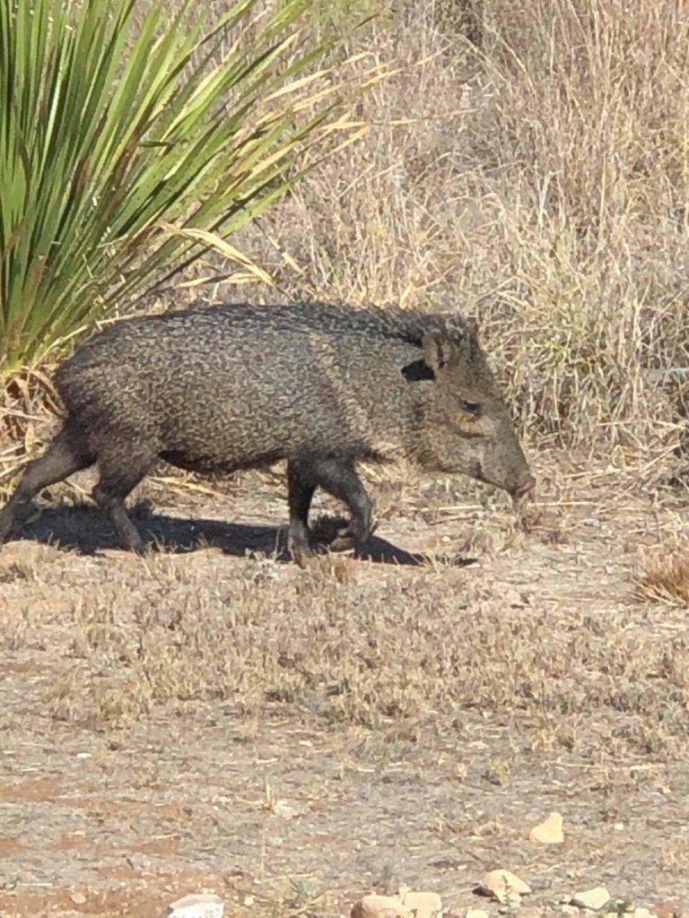 Wild Boar/Pig