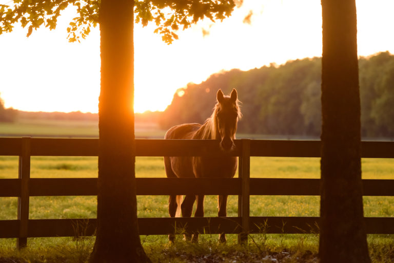 Horses at Serenity Cottage, Humboldt, TN