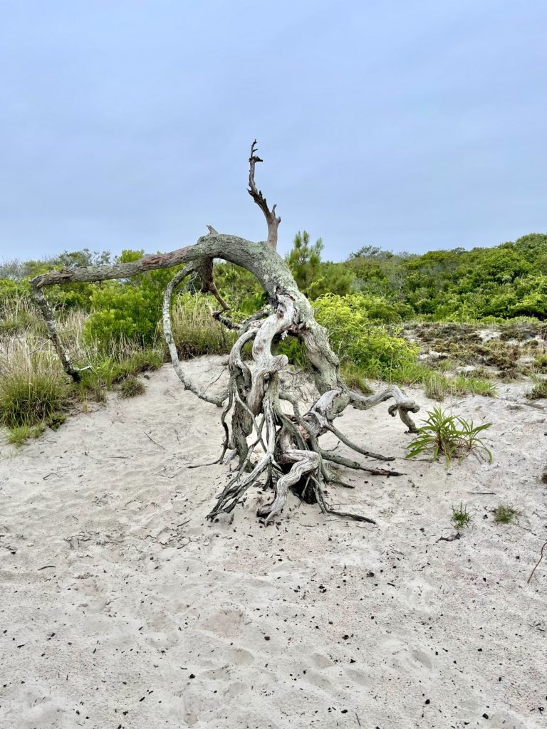 Assateague National Park, Ocean City MD Travel Guide