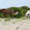 Horses in Ocean City, MD