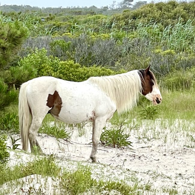 Assateague National Park, Ocean City MD Travel Guide