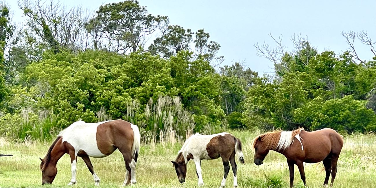 Assateague National Park, Ocean City MD Travel Guide