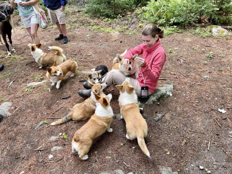 Corgi Hiking Experience, Maine