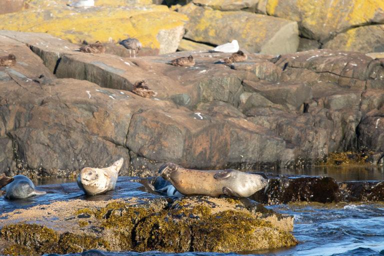 Seals in Maine