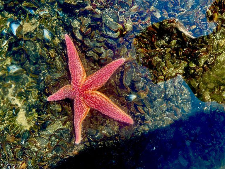 Tidal Pool, Maine