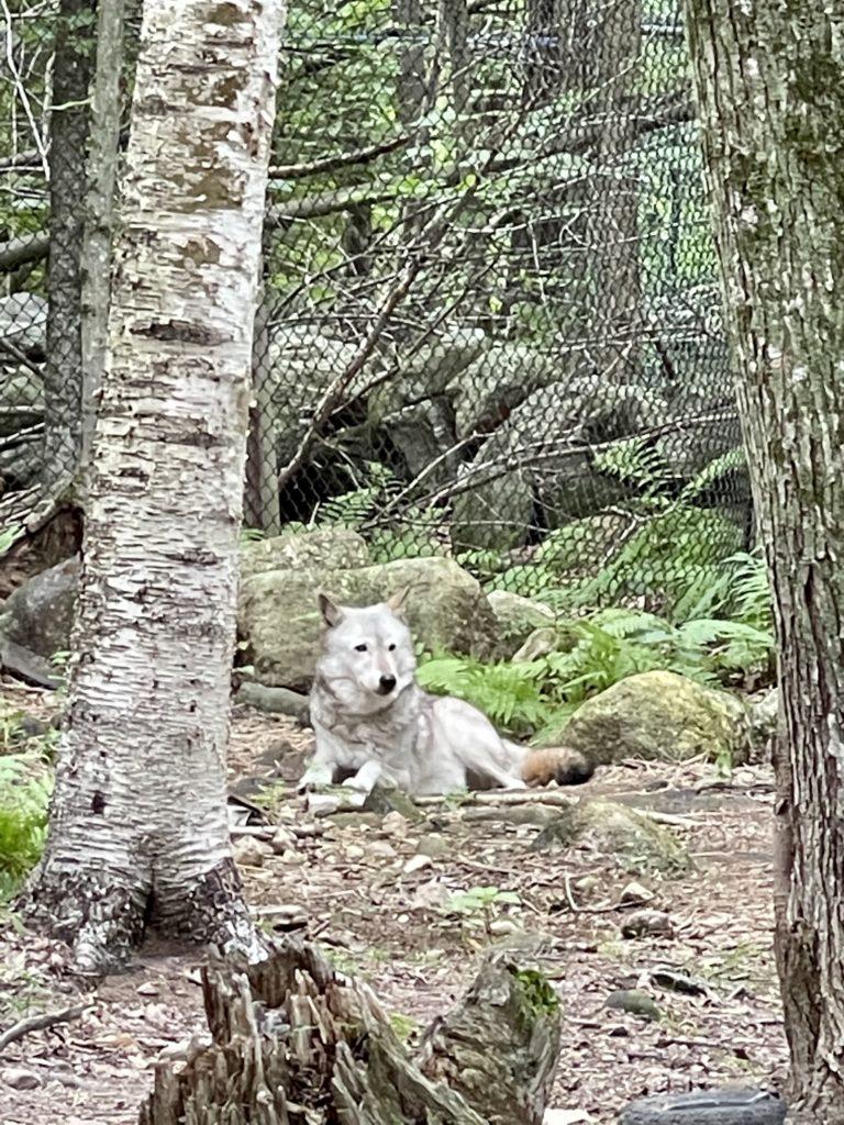 Runs With Wolves Sanctuary, ME