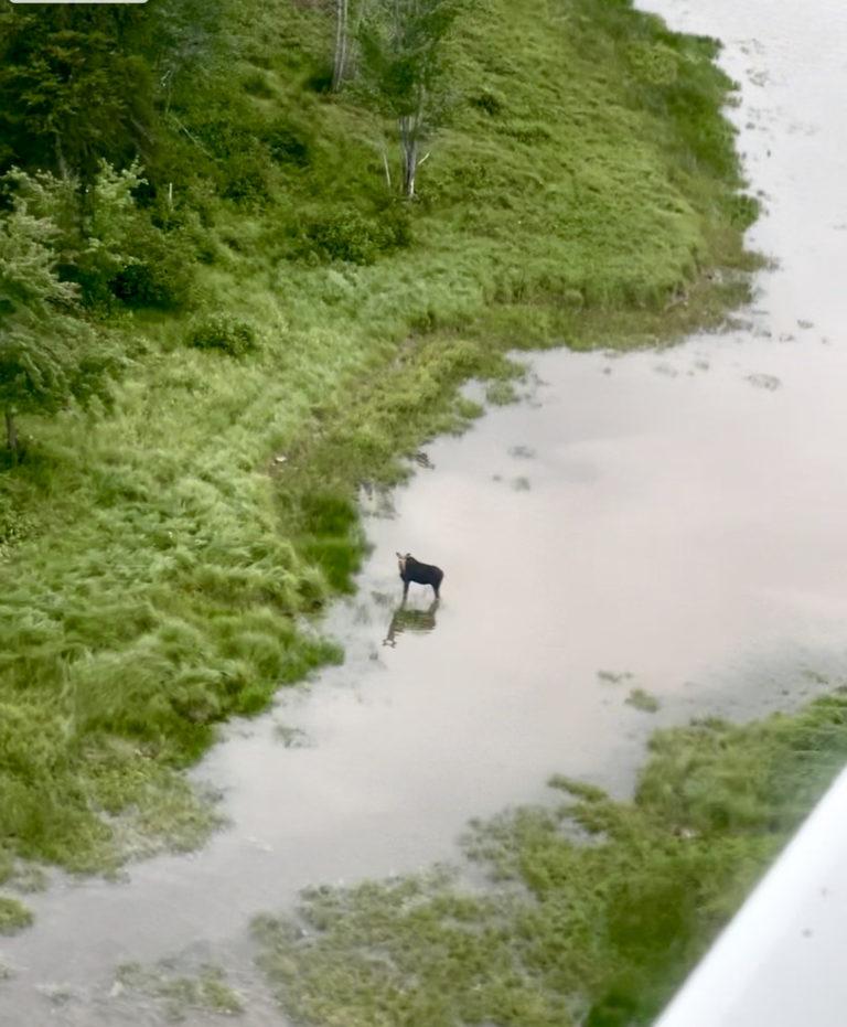 Moose by Seaplane, Birches Resort, ME