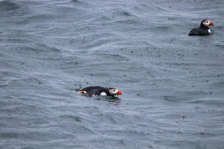 Puffin Colony, ME