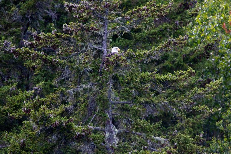 Eagle Spotted On Pontoon Moose Tour, Birches Resort, ME