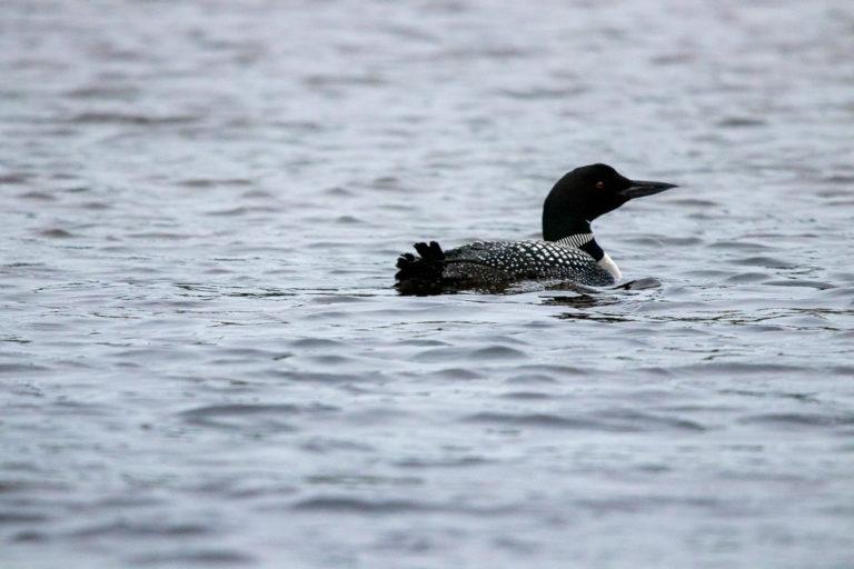 Loon Spotted On Pontoon Moose Tour, Birches Resort, ME