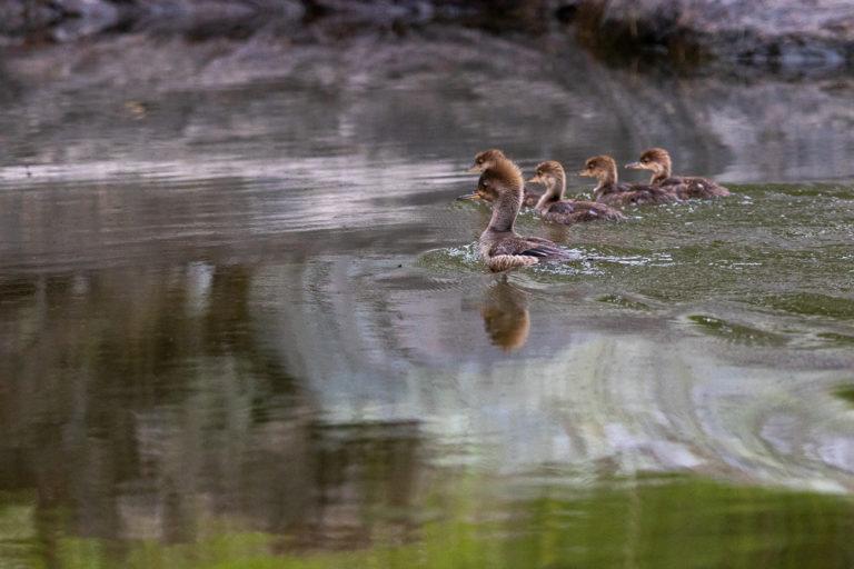 Mergansers Spotted On Pontoon Moose Tour, Birches Resort, ME